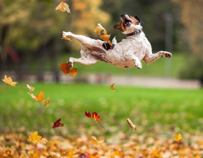 Осенняя линька у собак
