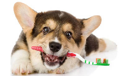 Зубная паста для собак своими руками