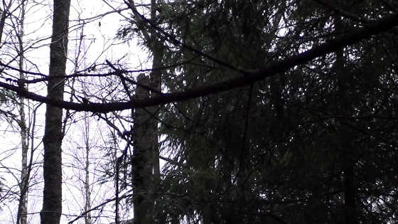 Охота на рябчика зимой в 2018 году видео