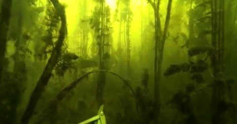 Видео подводной охоты на щуку в водорослях