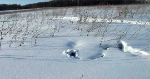 Заяц в норе под снегом видео