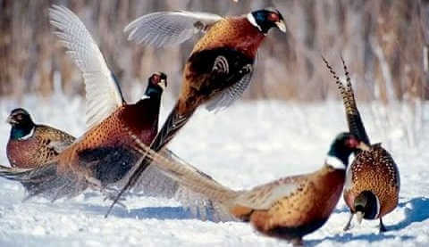 Зимняя охота на фазана