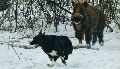Зимняя охота на кабана с собаками