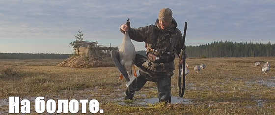 Охота на гусей на болоте в Карелии видео