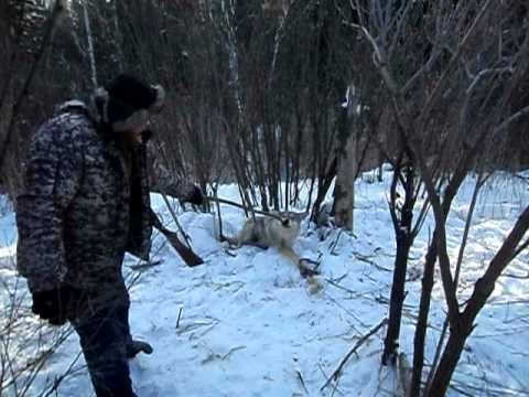Охота на волка капканами видео