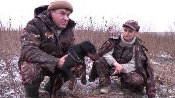  Охота с норными собаками в Тульской области видео