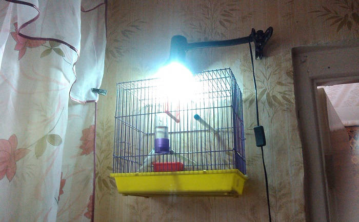 Освещение для попугаев