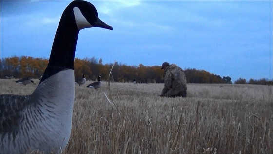 Весенняя охота на гуся в Канаде видео