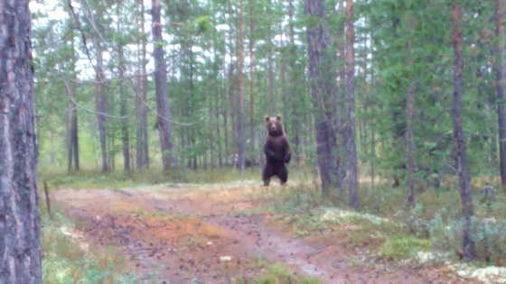 Встреча с медведем на Ямале видео