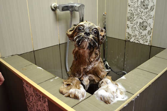 Как часто надо мыть собаку