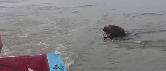 Медведь напал на лодку видео