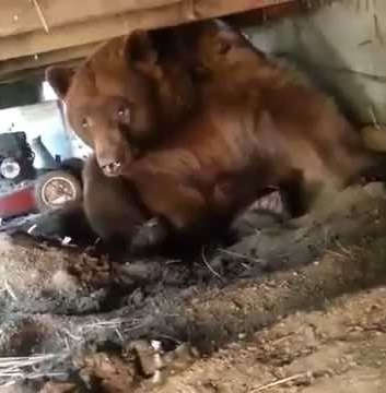 Мужик прогоняет медведя со двора видео