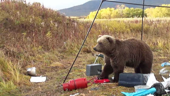 Нападение медведя на Камчатке видео
