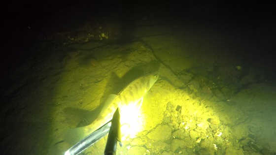 Ночная подводная охота на Волге видео