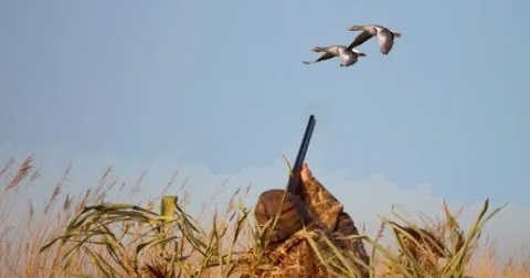 Охота на гуся: на перелете, с чучелами на поле, с подхода - видео