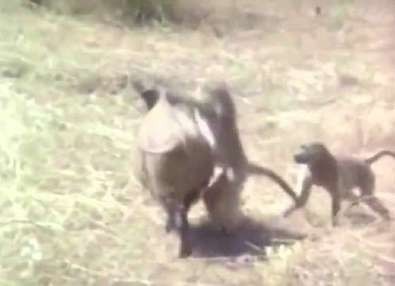 Охота с обезьянами на кабанов видео