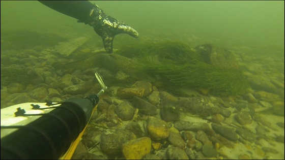 Подводная охота зимой 2015 года видео