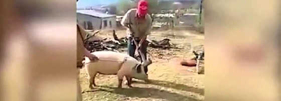 Свинья блокирует удар видео