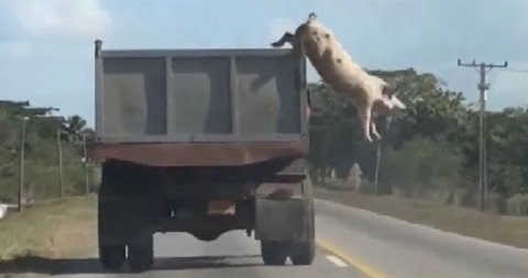Свинья выпрыгнула из машины видео
