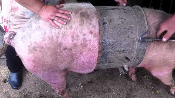 Свинья застряла в кастрюле видео