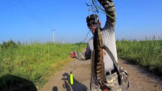 Ловля змееголова в Узбекистане видео