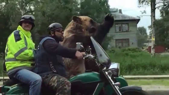 Медведь на мотоцикле в Северодвинске видео