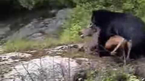 Медведь поймал лосенка видео