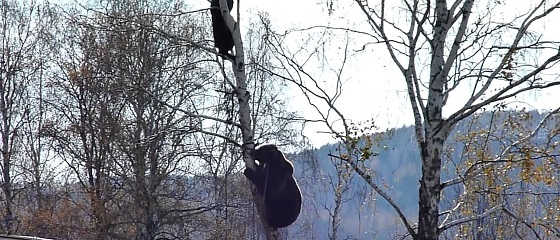 Медведь залез на дерево к охотникам видео