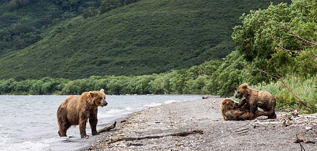 Медведица с медвежатами на реке видео