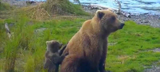 Медведица с медвежонком видео