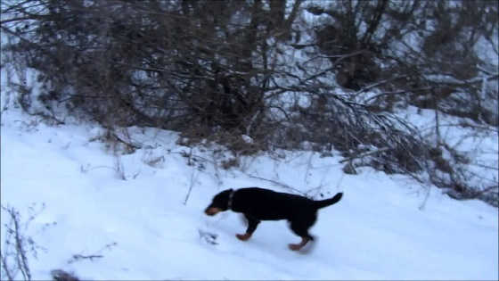 Охота на лису с ягдтерьером видео