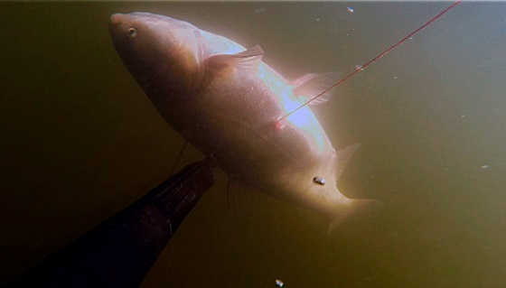 Классическая подводная охота на толстолобика видео
