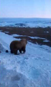 Медведь на Чукотке вышел к палаткам видео