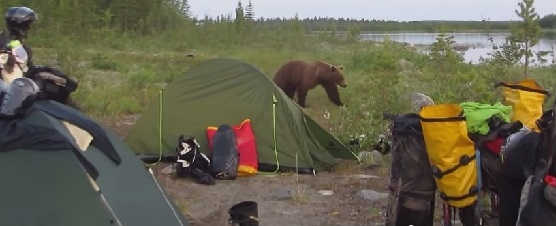 Встреча с медведем на оз. Ингозеро видео