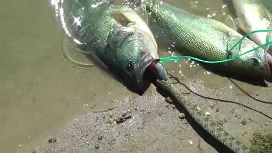 Змея в воде напала на рыбу видео