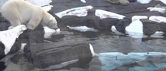 Белый медведь на крутом обрыве видео
