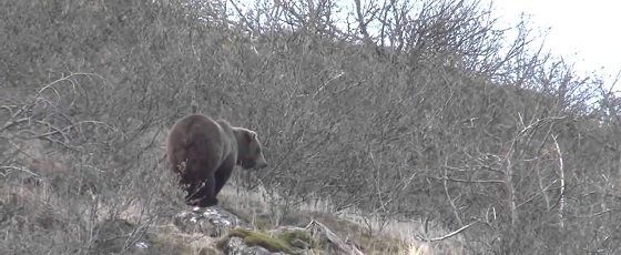 Охота на медведя на Камчатском крае видео
