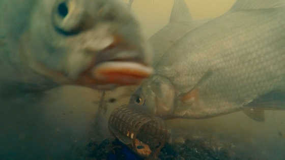 Рыбалка на фидер: подводная съемка