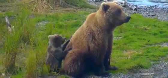 Медведица защищает детёныша