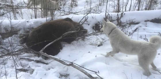 Зимняя охота на медведя с западно-сибирской лайкой