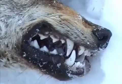 Пес испугался мертвого волка