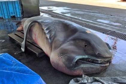 В Японии рыбаки выловили редкую акулу