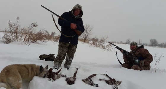 Охота на фазана в Казахстане