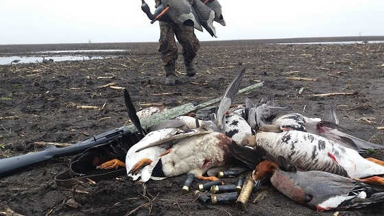 Охота на гуся в Карелии 2018