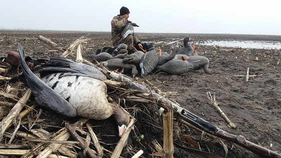 Охота на осеннего гуся в 2018