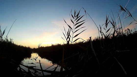 Охота на утку в Ростовской области