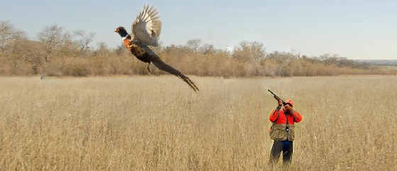 Результативная охота на фазана