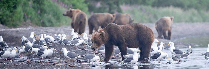 На Камчатке медведям не хватает лосося
