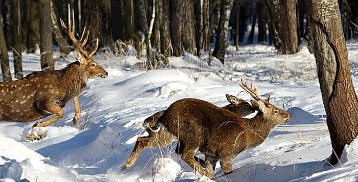 Зимняя охота на оленя с собакой