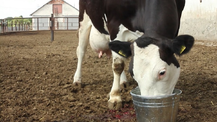 Сколько воды выпивает корова в сутки?